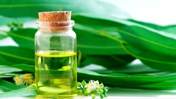 اسانس اکالیپتوس خرید اسانس اکالیپتوس