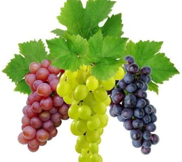 فروش اسانس انگور