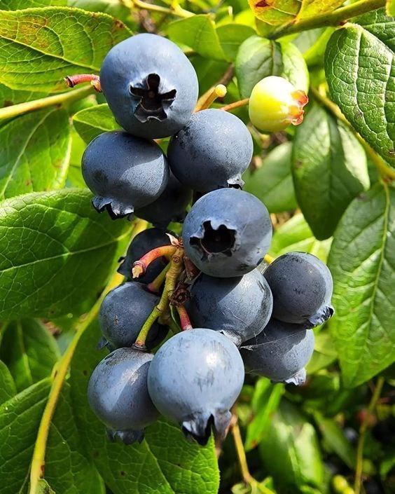 بهترین اسانس بلوبری