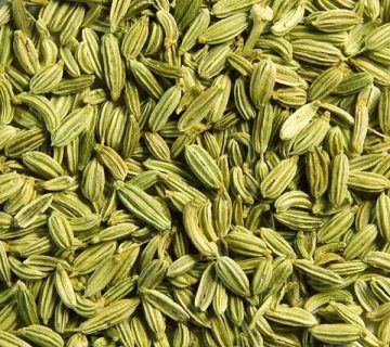 فروش اسانس رازیانه در قزوین